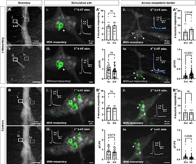 Bidirectional communication between neurons in the mesentery and ileal myenteric neurons