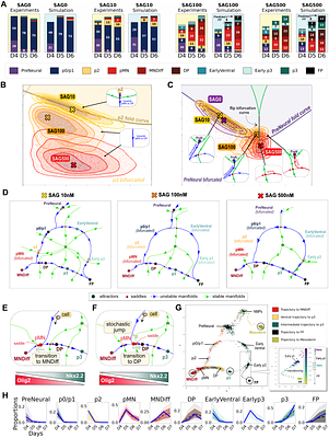 Dynamic Landscape Analysis of Cell Fate Decisions: Predictive Models of Neural Development From Single-Cell Data