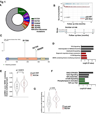Gain of Function p53 mutant R273H confers distinct methylation profiles and consequent partial or full EMT states to colon tumour
