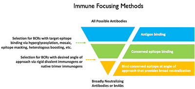 Divalent HIV-1 gp120 Immunogen Exhibits Selective Avidity for Broadly Neutralizing Antibody VRC01 Precursors