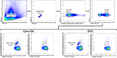 MAIT cells exacerbate liver fibrosis by downsizing the intrahepatic regulatory T cell compartment