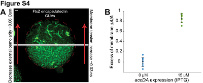 The interplay of membrane tension and FtsZ filament condensation on the initiation and progression of cell division in B. subtilis