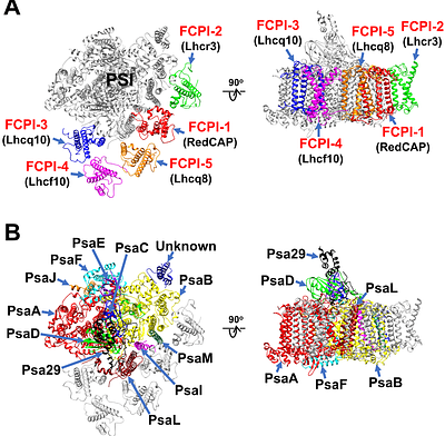 Structural basis for molecular assembly of fucoxanthin chlorophyll a/c-binding proteins in a diatom photosystem I supercomplex