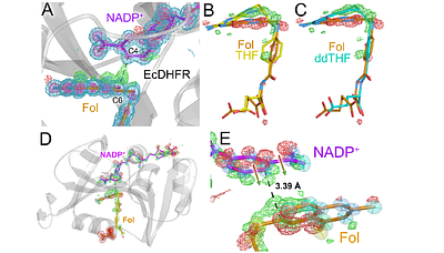X-ray-driven chemistry and conformational heterogeneity in atomic resolution crystal structures of bacterial dihydrofolate reductases