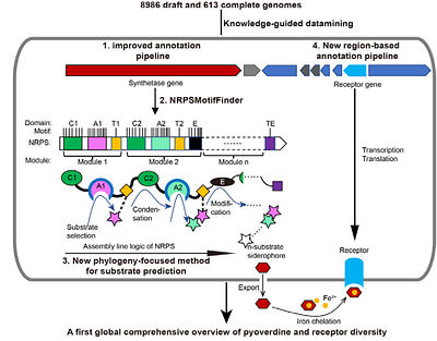 From sequence to molecules: Feature sequence-based genome mining uncovers the hidden diversity of bacterial siderophore pathways