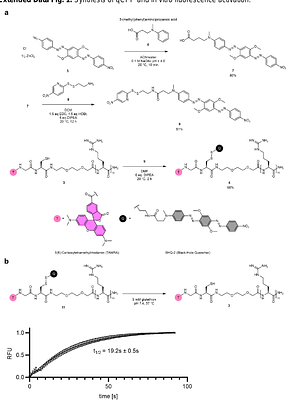 Cellular protein delivery through membrane potential driven water pores
