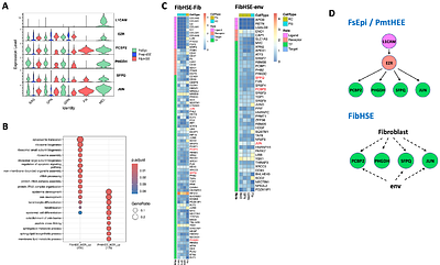 Enhanced Differentiation Potential of Pigmented Human Epidermal Equivalents