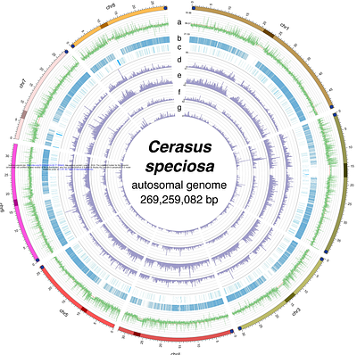 Decoding the Centromeric Region with a Near Complete Genome Assembly of the Oshima Cherry Cerasus speciosa