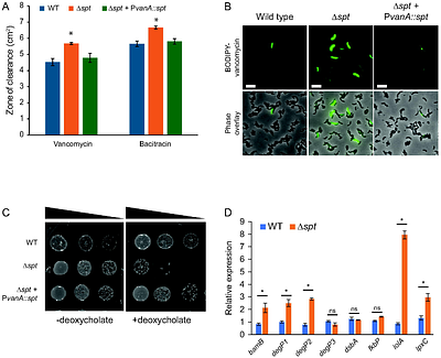 Homologues of the inner-membrane LPS transport proteins are required for sphingolipid transport in Caulobacter crescentus