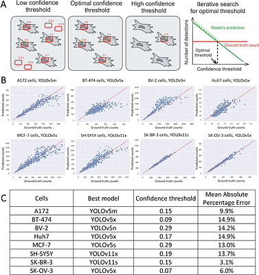NuclePhaser: a YOLO-based framework for cell nuclei detection and counting in phase contrast images of arbitrary size with support of fast calibration and testing on specific use cases