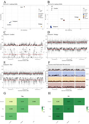 Hybrid breakdown is temporary and not expressed in a novel environment during 50 generations of experimental evolution in Tetranychus urticae hybrids