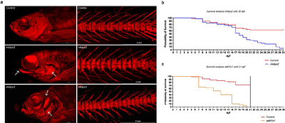 Crispant analysis in zebrafish as a tool for rapid functional screening of disease-causing genes for bone fragility