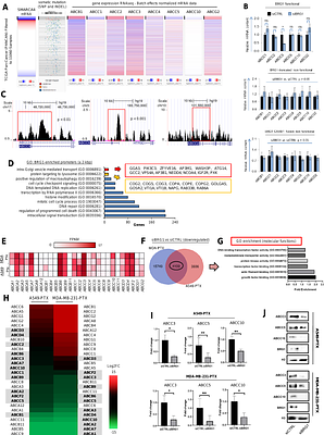 BRG1 targeting overcomes ABCC-based multidrug resistance induced by paclitaxel