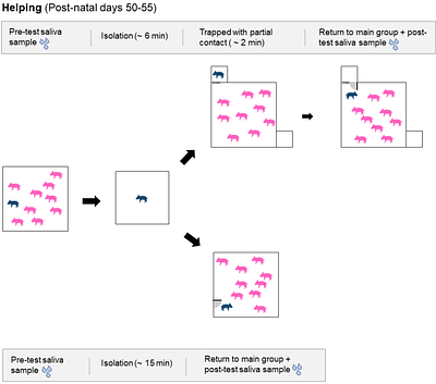 Consolation behaviour in pigs: Prior exposure to group members in need of help drives targeted affiliation and facilitates social buffering