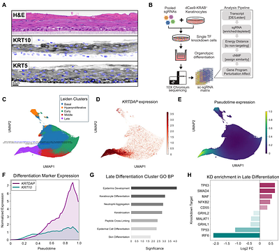 Perturb-seq resolves physiologic programs and bidirectional regulation of non-canonical NF-κB signaling in epidermal organoids