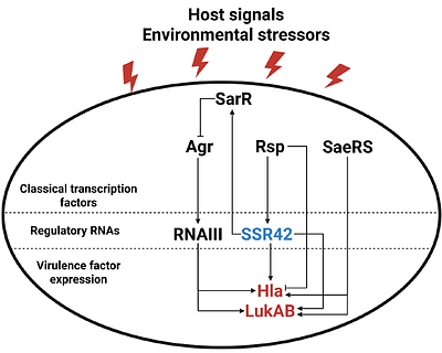 SSR42 Enhances the Hemolytic Capacity of Staphylococcus aureus by Stabilizing the hla mRNA