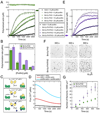 Mechanism of formin-mediated filament nucleation from profilin-actin