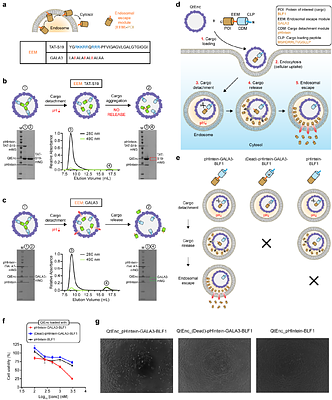 A permeable protein nanocage enables facile cargo loading and cytosolic protein delivery