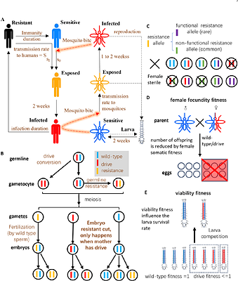 A simulation-based deep learning framework for spatially explicit malaria modeling of CRISPR suppression gene drive mosquitoes