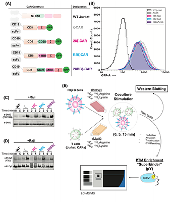 Inclusion of the ζ-chain drives phosphotyrosine signalling in CD19-CAR T cells
