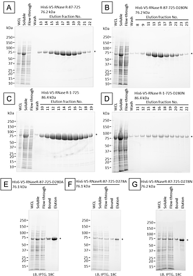 The RNase and RNA binding activities of selected RNase R truncations and mutations plus a detailed step by step protocol to purify recombinant RNase R