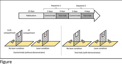 Japanese quail (Coturnix japonica) selected for high social motivation rely on conspecifics for buffering but not learning in sociocognitive tasks