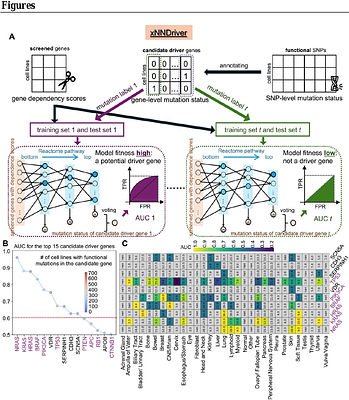 Explainable deep learning for identifying cancer driver genes based on the Cancer Dependency Map