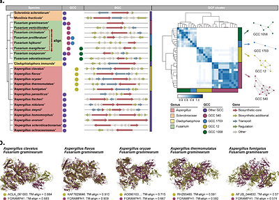 Deciphering Biosynthetic Gene Clusters with a Context-aware Protein Language Model