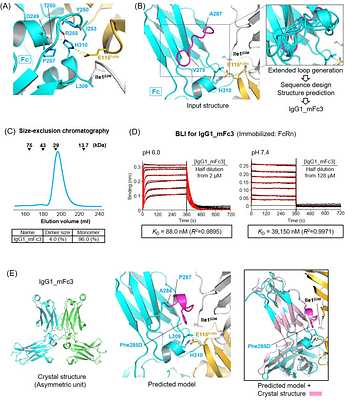 Computational design of monomeric Fc variants with distinct pH-responsive FcRn-binding profiles