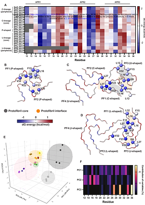 Energetic profiling reveals thermodynamic principles underlying amyloid fibril maturation