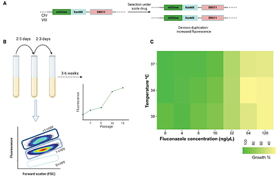 A high aneuploidy supply rate underlies parallel evolution of fluconazole resistance in Saccharomyces cerevisiae