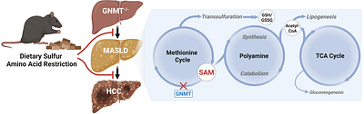 Sulfur amino acid restriction prevents S-adenosylmethionine-driven liver steatosis, hepatocellular carcinoma, and metabolic remodeling in high-fat-fed GNMT-null mice