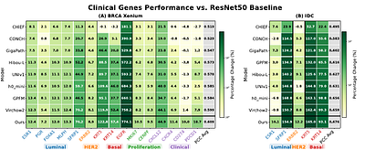 Adaptive Integration of Heterogeneous Foundation Models to Find Histologically Predictable Genes in Breast Cancer