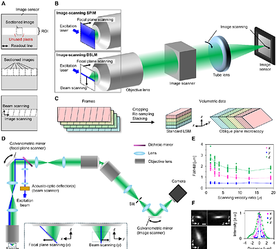 Image-scanning light-sheet microscopy for high-speed volumetric imaging of complex biological dynamics