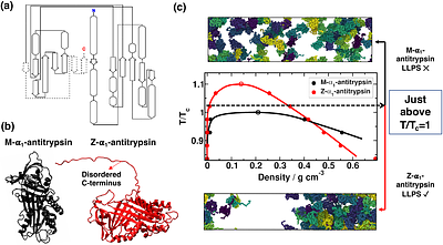 Molecular insights on the mechanism of α1-antitrypsin condensate formation and maturation