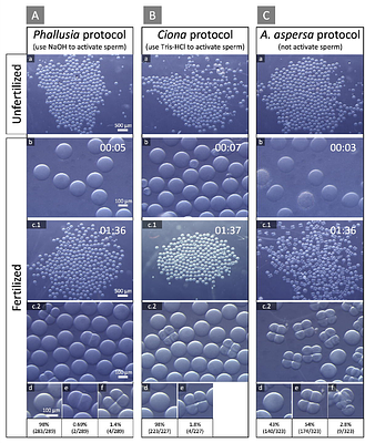 An Improved Fertilization Protocol for Ascidiella aspersa: Promoting a New Chordate Model in Developmental Biology