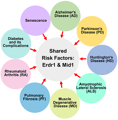 Exploring Erdr1-Mid1 Axis: Shared Risk Factors and Molecular Mechanisms in Aging and Degenerative Diseases