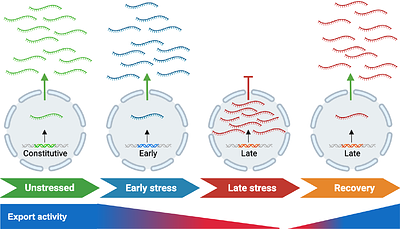 Temporal gating dictates stress-induced transcript export from the nucleus