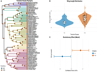 Pauses in a fast-paced life: Intermittent hovering in hummingbirds