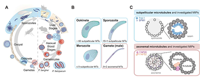 Microtubule inner proteins of Plasmodium are essential for transmission of malaria parasites