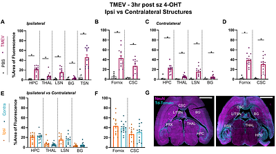 Seizure Circuit Activity in the Theilers Murine Encephalomyelitis Virus Model of Infection-induced Epilepsy Using Transient Recombination in Active Populations.