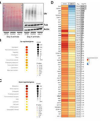 Validation of tissue-specific RNAi systems in C. elegans reveals a converging role for polyubiquitin UBQ-1/UBC in vitellogenin metabolism and lifespan