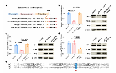Coronavirus envelope protein drives iron sensing disorder by hijacking the TAp73-FDXR axis