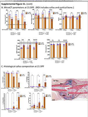 Proliferation of Early and Mature Osteoblasts Is Required for Bone Fracture Healing in Mice