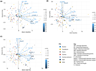 Genomics of Root System Architecture Adaptation in Sorghum under Nitrogen and Phosphorus Deficiency