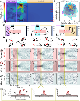 Wind history shapes olfactory search response in free flying Drosophila melanogaster