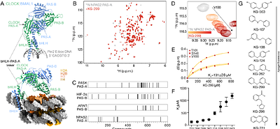Small Molecule Regulation of CLOCK:BMAL1 DNA Binding Activity