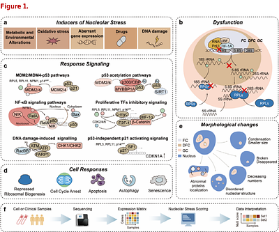 A nucleolar stress gene signature for quantitative scoring across multi-omics contexts