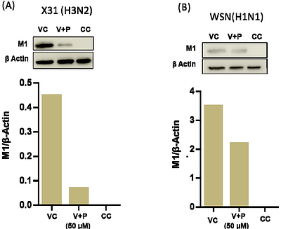 Tryptophan-aspartic acid containing peptide analog from coronin 1 inhibits model membrane fusion and enveloped viral infection in cells