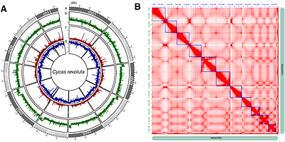 Chromosome-scale genome assembly of Cycas revoluta provides insights into cycad diversification and species diversity